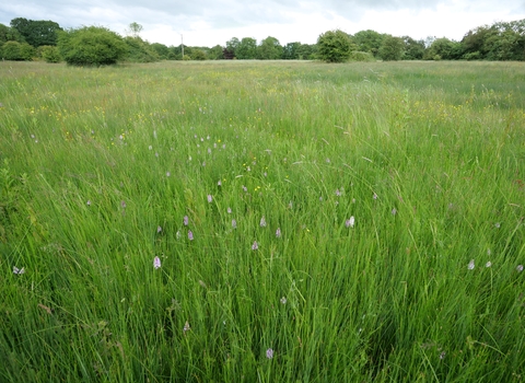 Orchids at Blagrove Common