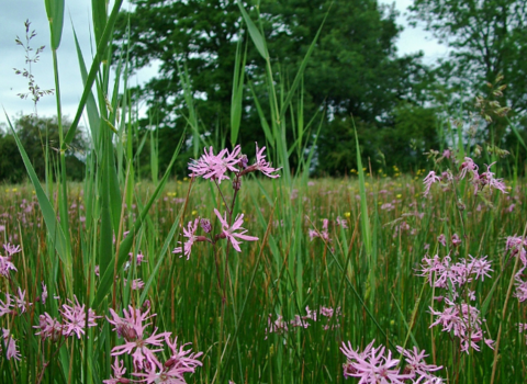 Ragged Robin flowers